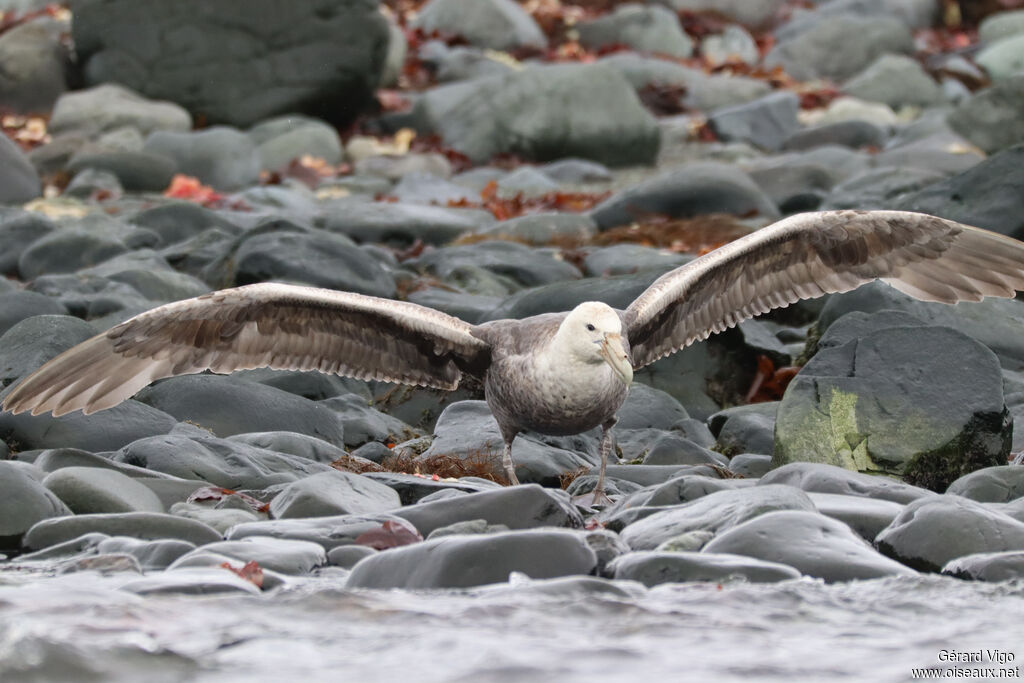 Southern Giant Petreladult