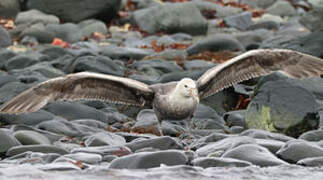 Southern Giant Petrel