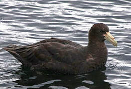 Southern Giant Petrel