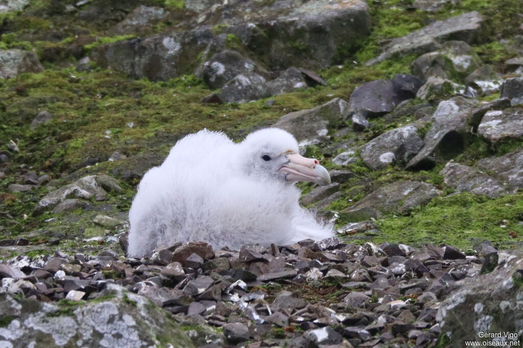 Pétrel géantPoussin