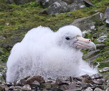 Southern Giant Petrel