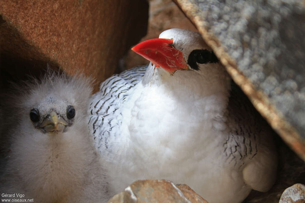 Red-billed Tropicbird, Reproduction-nesting