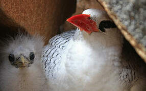 Red-billed Tropicbird