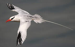 Red-billed Tropicbird