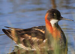 Phalarope à bec étroit