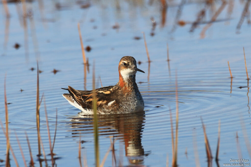 Red-necked Phalarope female adult breeding