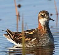 Red-necked Phalarope