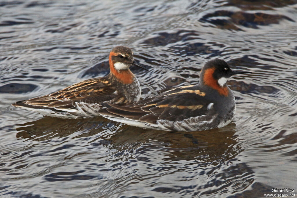 Phalarope à bec étroitadulte