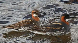 Phalarope à bec étroit