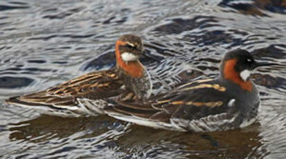 Phalarope à bec étroit