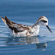 Phalarope à bec étroit