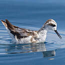 Phalarope à bec étroit
