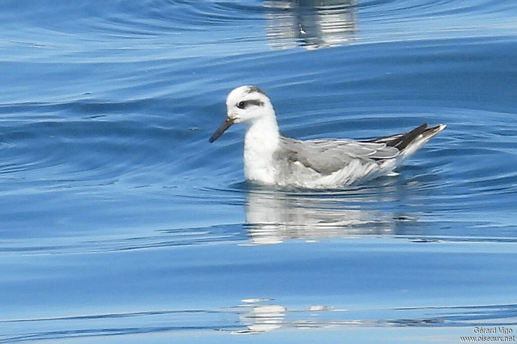Phalarope à bec largeadulte internuptial