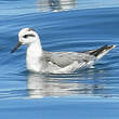 Phalarope à bec large