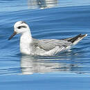 Phalarope à bec large