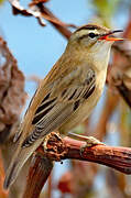 Sedge Warbler