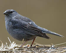 Plumbeous Sierra Finch