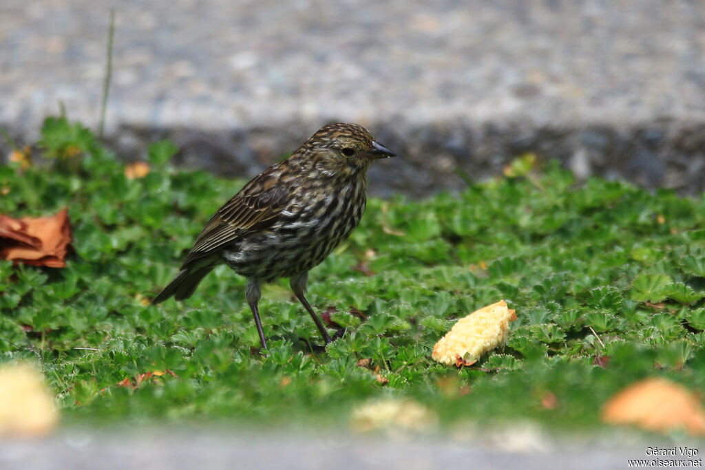 Plumbeous Sierra Finch female adult