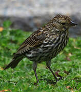 Plumbeous Sierra Finch