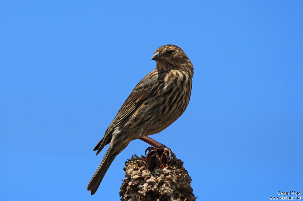 Plumbeous Sierra Finch female adult