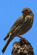 Plumbeous Sierra Finch