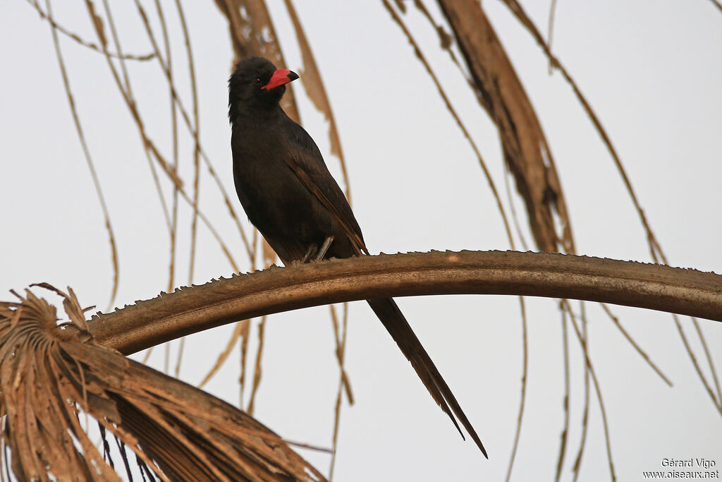 Piapiacjuvenile