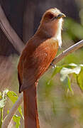 Squirrel Cuckoo