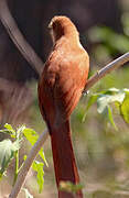 Squirrel Cuckoo