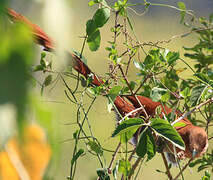 Squirrel Cuckoo