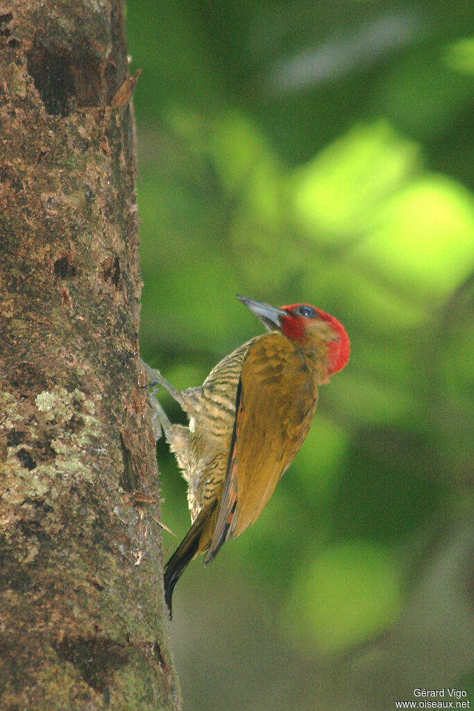 Rufous-winged Woodpeckeradult