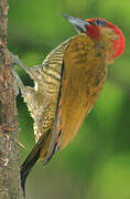 Rufous-winged Woodpecker