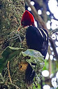 Pale-billed Woodpecker