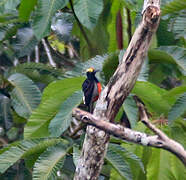 Yellow-tufted Woodpecker