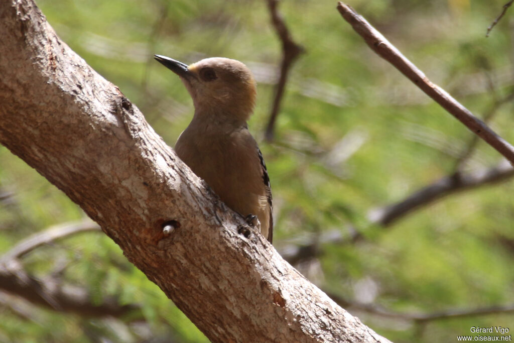 Red-crowned Woodpecker female adult