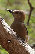 Red-crowned Woodpecker