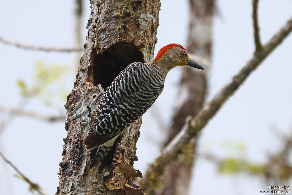 Red-crowned Woodpecker male adult