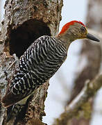 Red-crowned Woodpecker