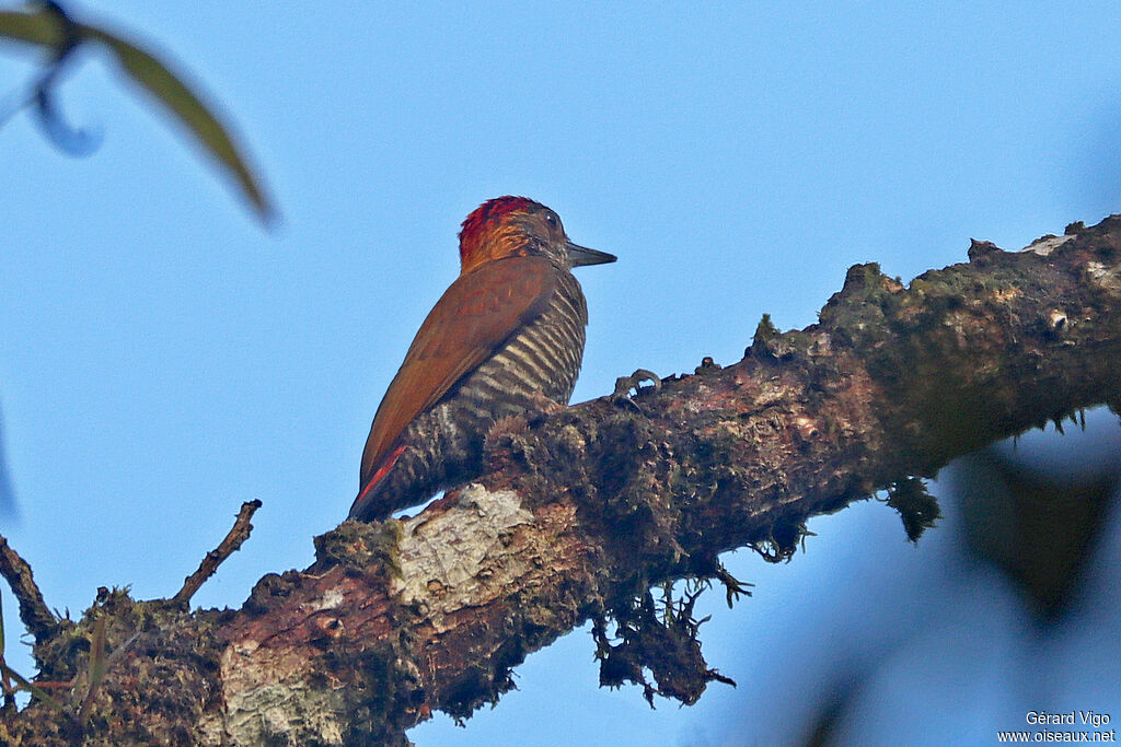 Red-rumped Woodpecker male adult