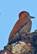 Red-rumped Woodpecker