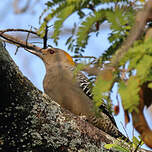 Pic à front doré