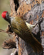 Fine-spotted Woodpecker