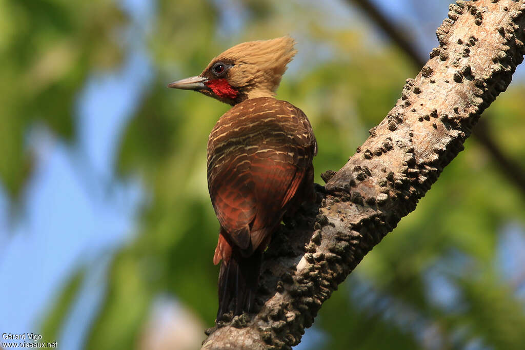 Pale-crested Woodpecker male adult, pigmentation