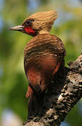 Pale-crested Woodpecker