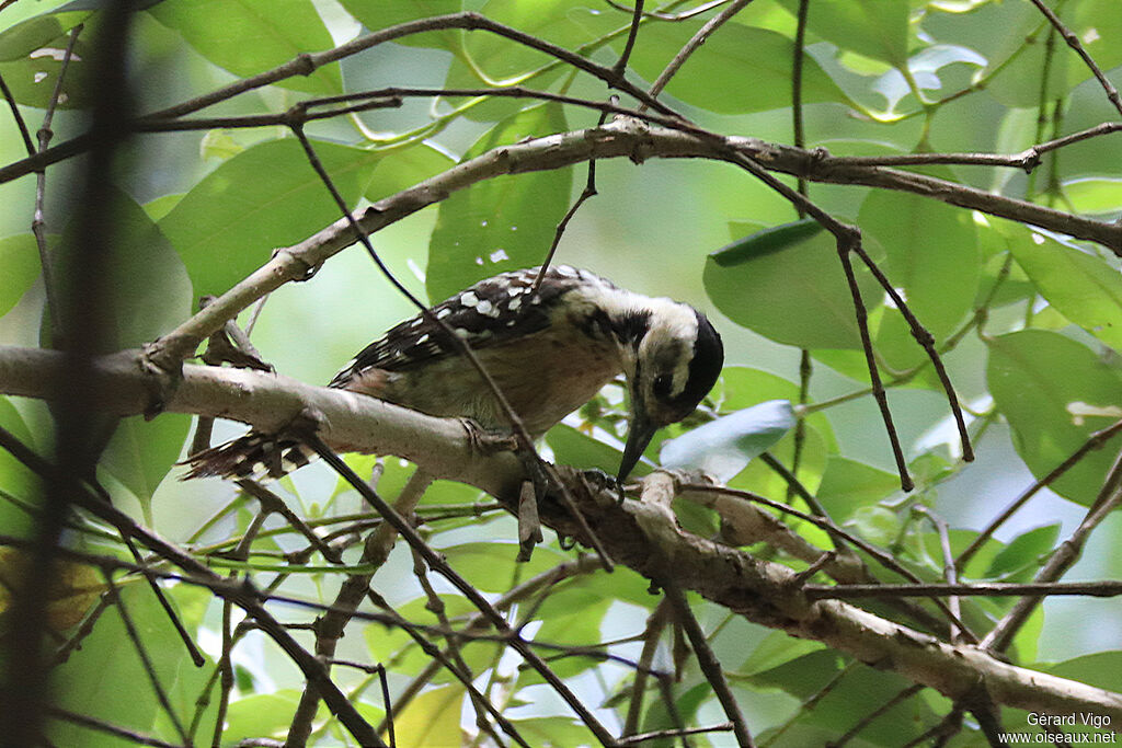 Freckle-breasted Woodpeckeradult