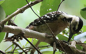 Freckle-breasted Woodpecker