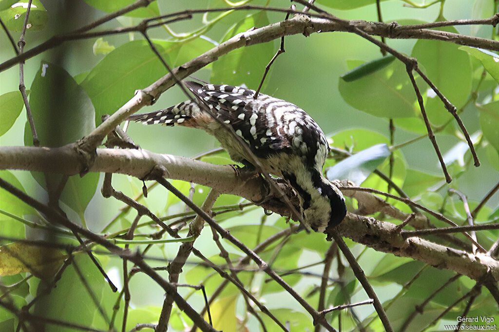 Freckle-breasted Woodpeckeradult