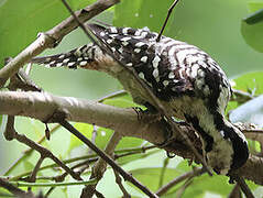 Freckle-breasted Woodpecker