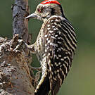 Pic arlequin