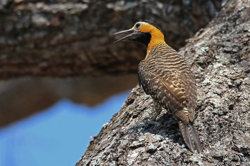 Campo Flicker female adult