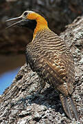 Campo Flicker